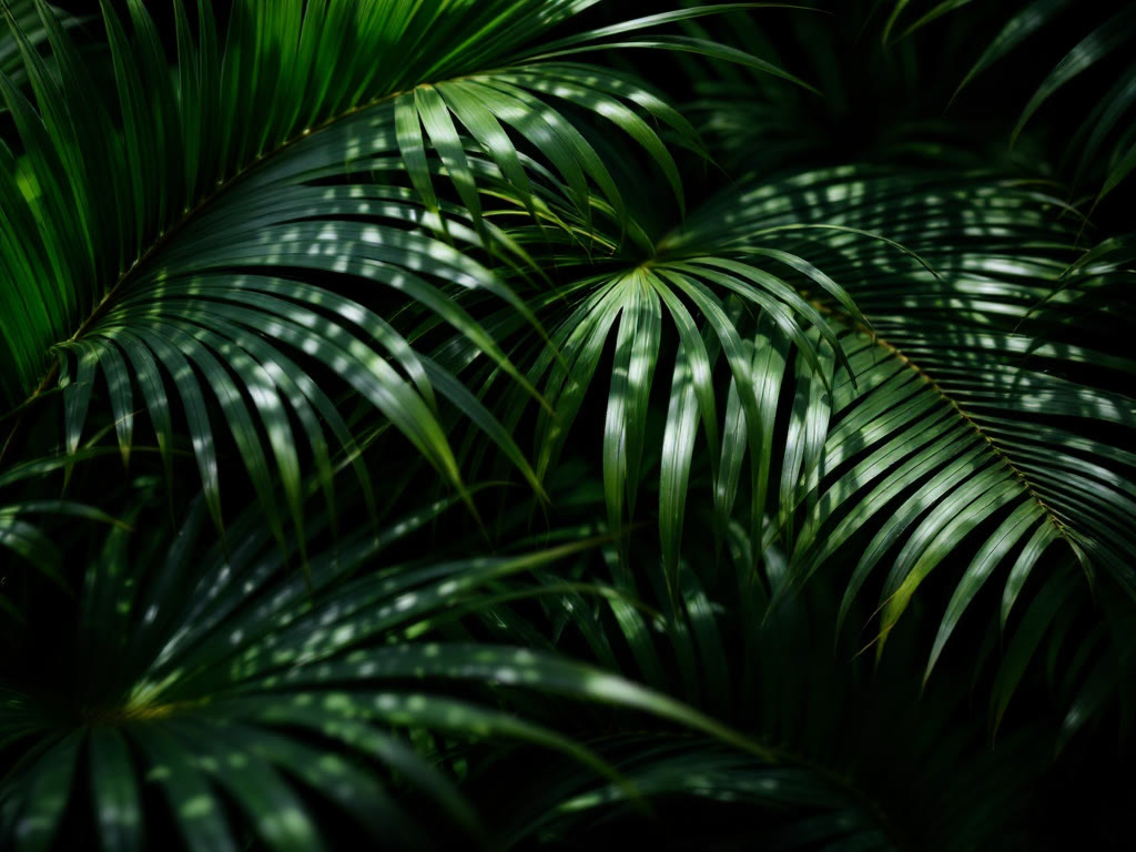 Palm leaves
